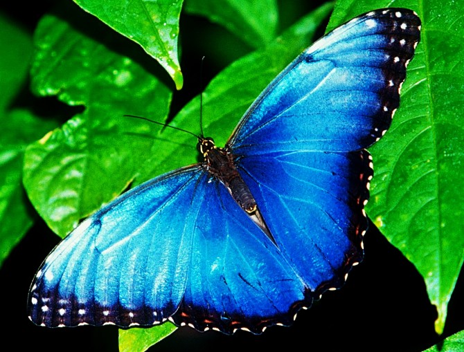 Die Bedeutung der Schmetterlinge